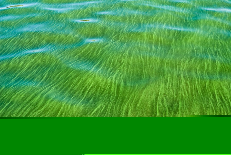 bigstock-Flowers-Blue-green-Algae-In-Th-6678297.jpg